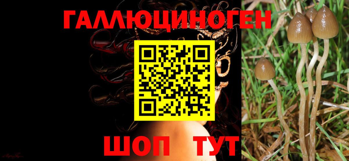 Галлюциногенные грибы прущие грибы Новотроицк
